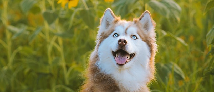 Accesorios Para Perros